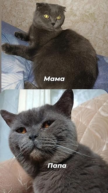 Скотиш Фолд (Шотландская вислоухая), 3 месяца, Мальчик, Серый, Приучена к лотку at lalafo.kg — 4 Скотиш Фолд (Шотландская вислоухая), 3 месяца, Мальчик, Серый, Приучена к лотку — 4