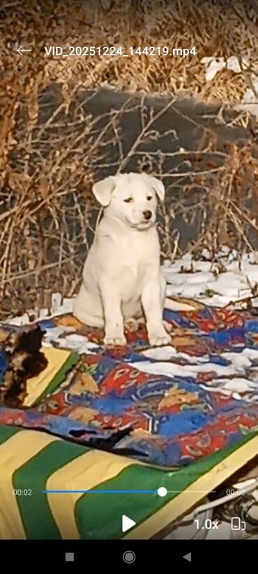 Отдам 2х щенят, мальчик и девочка (метисы), белые и бело-пятнистые at lalafo.kg Отдам 2х щенят, мальчик и девочка (метисы), белые и бело-пятнистые