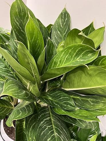 Антуриумдар: Женское счастье гигант сорт По городу доставка бесплатно Крупные lalafo.kg да — 6 Антуриумдар: Женское счастье гигант сорт По городу доставка бесплатно Крупные — 6