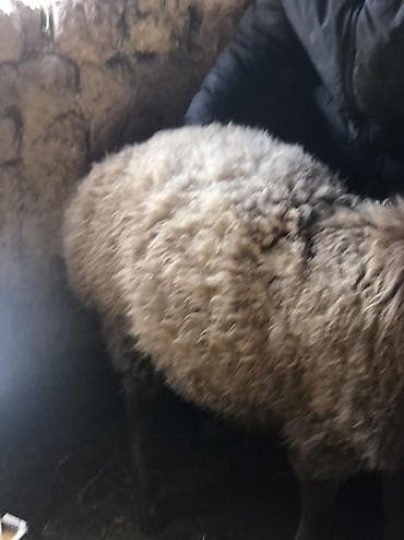 Продаю | Баран (самец) | Полукровка | На забой | Матка at lalafo.kg Продаю | Баран (самец) | Полукровка | На забой | Матка