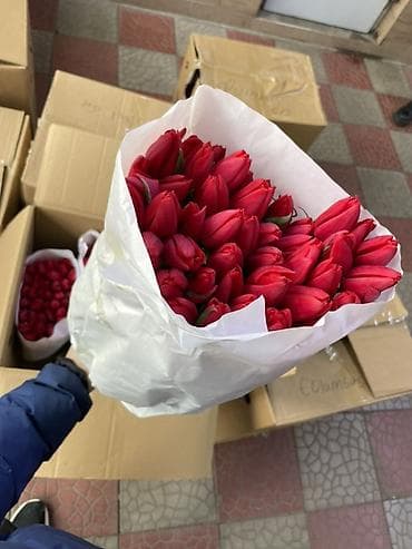 Тюльпаны срезанные — оптом в букетах Описание: - Профессиональная at lalafo.kg Тюльпаны срезанные — оптом в букетах Описание: - Профессиональная
