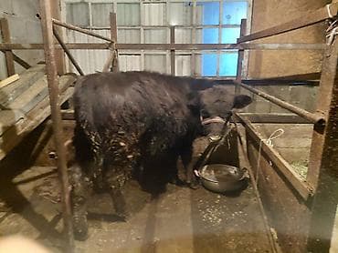 Продаю | Тёлка | На откорм | Привязанные at lalafo.kg Продаю | Тёлка | На откорм | Привязанные