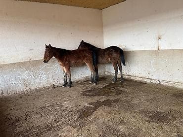 Жорго тайлар. Каны жакшы бою орточо байлаганга жана остургонго жакшы at lalafo.kg Жорго тайлар. Каны жакшы бою орточо байлаганга жана остургонго жакшы