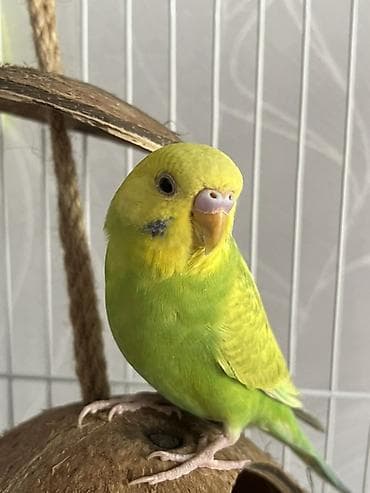 Ищу заводчиков волнистых попугаев с домашнего размножения at lalafo.kg Ищу заводчиков волнистых попугаев с домашнего размножения
