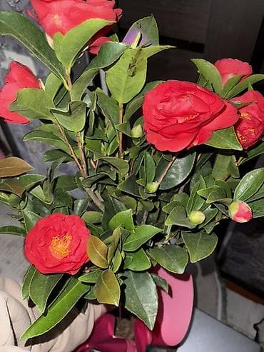 Алоказиялар: Камелия ОСТАЛОСЬ 2шт Успейте купить 💝 Упаковка в подарок 🎁 Для lalafo.kg да — 3 Алоказиялар: Камелия ОСТАЛОСЬ 2шт Успейте купить 💝 Упаковка в подарок 🎁 Для — 3