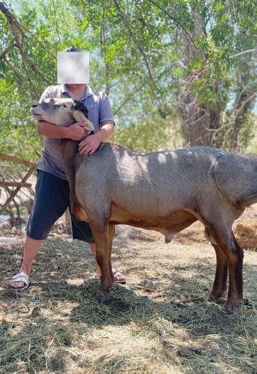 Продаю | Баран (самец) | Арашан | Для разведения | Осеменитель at lalafo.kg Продаю | Баран (самец) | Арашан | Для разведения | Осеменитель