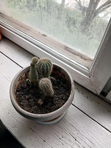 Кактуc в горшке (семейство кактусовых), несколько стеблей-деток в at lalafo.kg Кактуc в горшке (семейство кактусовых), несколько стеблей-деток в