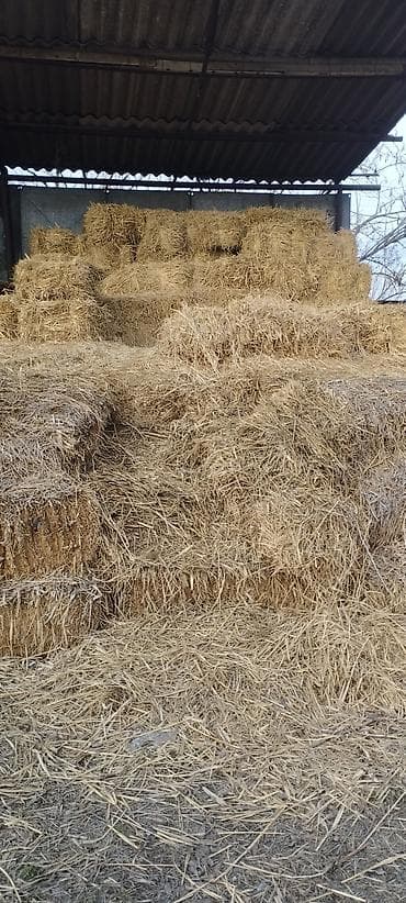 Солома в тюках Описание: - Пшеничная/ячменная солома, запрессована в at lalafo.kg Солома в тюках Описание: - Пшеничная/ячменная солома, запрессована в