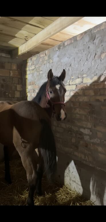 Продаю | Жеребенок | Для разведения | Племенные at lalafo.kg Продаю | Жеребенок | Для разведения | Племенные