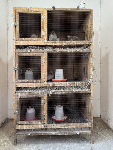 Продается брудер или клетка at lalafo.kg Продается брудер или клетка