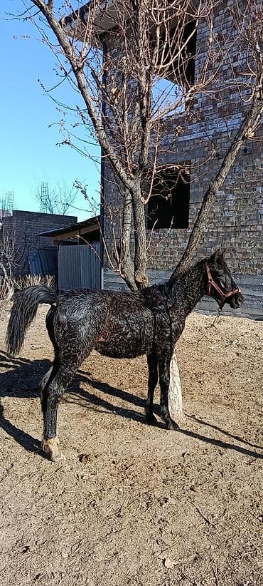 Продаю | Жеребенок | Кара Жорго | Конный спорт at lalafo.kg Продаю | Жеребенок | Кара Жорго | Конный спорт