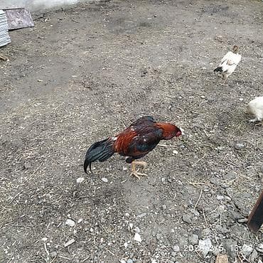 Продаю | Петух | Для разведения at lalafo.kg Продаю | Петух | Для разведения