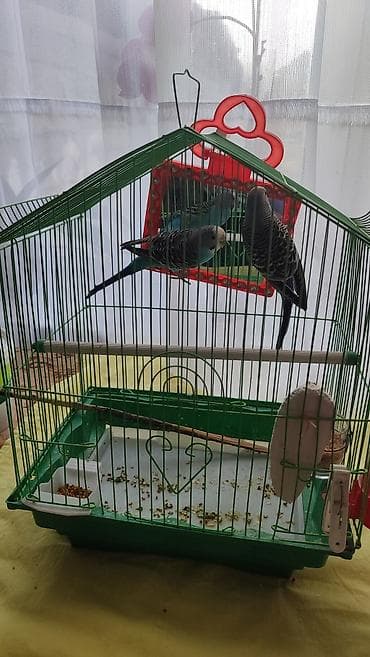 Продам двух волнистых попугаев вместе с клеткой 🐦 Продаются два at lalafo.kg Продам двух волнистых попугаев вместе с клеткой 🐦 Продаются два