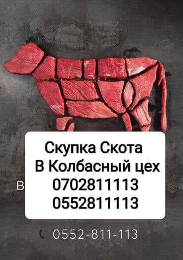 Сатып алам | Уйлар, букалар, Жылкылар, аттар, Башка а/ч жаныбарлары | Күнү-түнү, Бардык шартта, Союлган lalafo.kg да Сатып алам | Уйлар, букалар, Жылкылар, аттар, Башка а/ч жаныбарлары | Күнү-түнү, Бардык шартта, Союлган