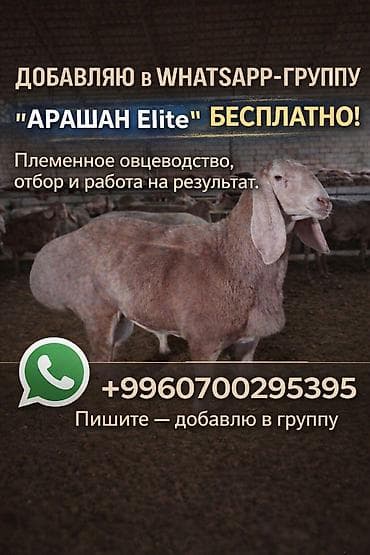 Продаю | Овца (самка), Ягненок, Баран (самец) at lalafo.kg Продаю | Овца (самка), Ягненок, Баран (самец)