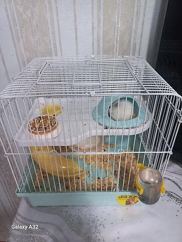 Продаю жунгарский зомяк с клеткой lalafo.kg да Продаю жунгарский зомяк с клеткой