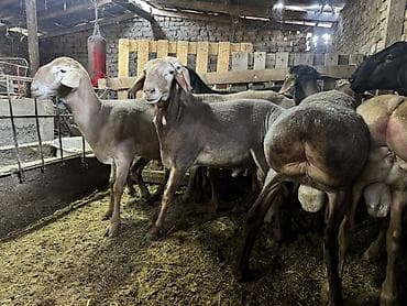 Продаю | Баран (самец) | Для разведения | Племенные at lalafo.kg Продаю | Баран (самец) | Для разведения | Племенные