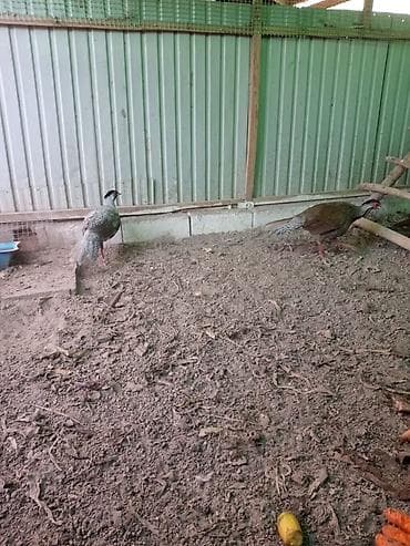 Продаю молодых серебряных фазанов at lalafo.kg Продаю молодых серебряных фазанов