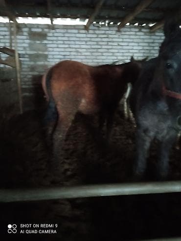 Продаю | Конь (самец) | Кара Жорго | Для разведения | Мерин at lalafo.kg Продаю | Конь (самец) | Кара Жорго | Для разведения | Мерин