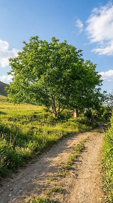 8 соток, Курулуш, Кызыл китеп, Техпаспорт lalafo.kg да — 3 8 соток, Курулуш, Кызыл китеп, Техпаспорт — 3