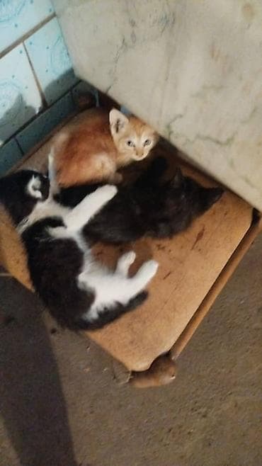 Котята, помёт из трёх малышей: - рыжий с белыми отметинами; - lalafo.kg да Котята, помёт из трёх малышей: - рыжий с белыми отметинами; -