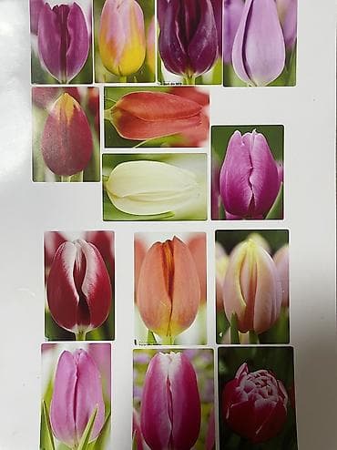 🌷 Продаю тюльпаны — в наличии 15 сортов! Свежие, красивые, яркие и at lalafo.kg 🌷 Продаю тюльпаны — в наличии 15 сортов! Свежие, красивые, яркие и