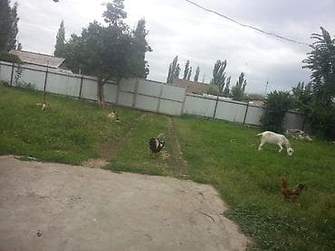 Продаю дом с ремонтом (действующий магазин+парикмахерская)есть все at lalafo.kg — 3 Продаю дом с ремонтом (действующий магазин+парикмахерская)есть все — 3