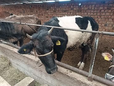 Продаю | Тёлка at lalafo.kg Продаю | Тёлка