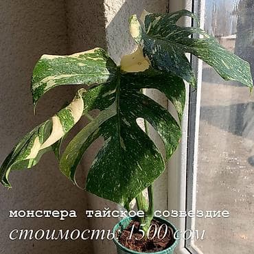 Комнатные редкие растения (в горшках/стаканчиках): 1) Монстера Thai at lalafo.kg Комнатные редкие растения (в горшках/стаканчиках): 1) Монстера Thai