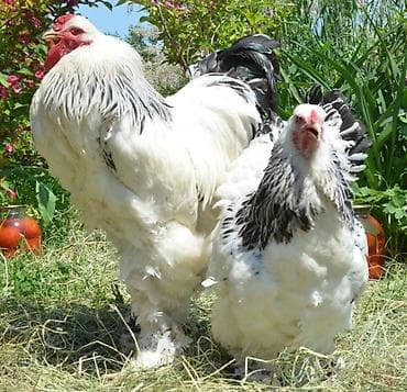 Звонить по вотсаппу!!! Продаю инкубационные яйца породы Брама. Оплод at lalafo.kg Звонить по вотсаппу!!! Продаю инкубационные яйца породы Брама. Оплод