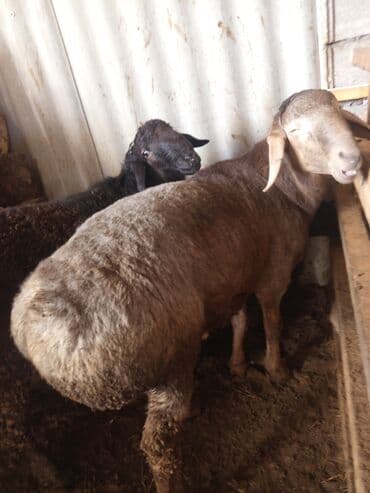 Продаю | Баран (самец) | Для разведения at lalafo.kg Продаю | Баран (самец) | Для разведения
