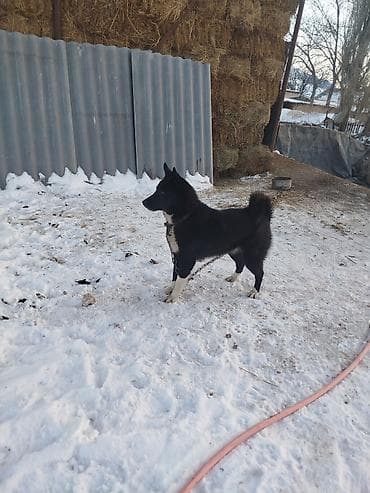 Рабочая охотничья собака, тип лайки/северной породы. - Окрас: чёрный at lalafo.kg Рабочая охотничья собака, тип лайки/северной породы. - Окрас: чёрный