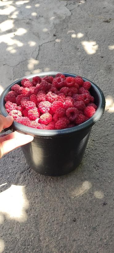 Малина, крупная, домашняя ведро 2,5 кг. 500 сом мкр Асанбай четверг at lalafo.kg Малина, крупная, домашняя ведро 2,5 кг. 500 сом мкр Асанбай четверг