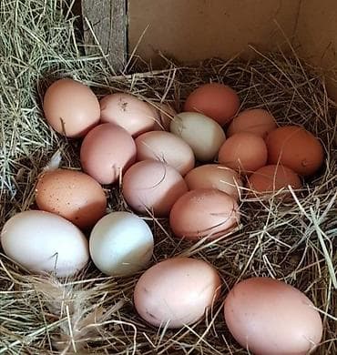 Свежие куриные яйца домашние - Натуральные яйца от домашних несушек at lalafo.kg Свежие куриные яйца домашние - Натуральные яйца от домашних несушек