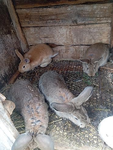 Продаю | Крольчата | Фландр, Серый великан | Для разведения | Племенные at lalafo.kg Продаю | Крольчата | Фландр, Серый великан | Для разведения | Племенные