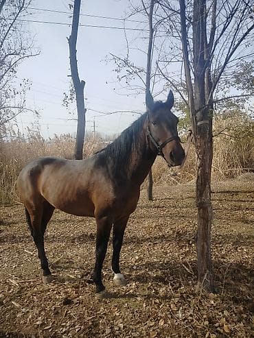 Продаю | Конь (самец) | Конный спорт at lalafo.kg Продаю | Конь (самец) | Конный спорт
