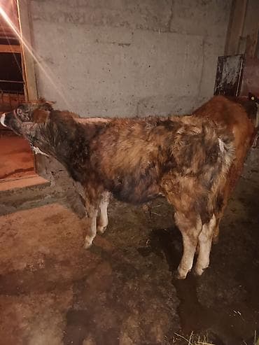 Продаю | Музоо, торпок | На откорм | Привязанные at lalafo.kg Продаю | Музоо, торпок | На откорм | Привязанные
