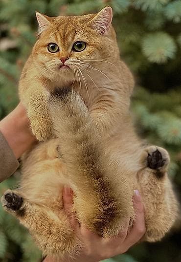 Британ кыска жүндүү, 7 айлык, Ургаачы, Алтын шиншилла lalafo.kg да — 9 Британ кыска жүндүү, 7 айлык, Ургаачы, Алтын шиншилла — 9