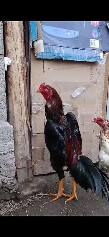 На продаже парочка породы дакан Шамо at lalafo.kg На продаже парочка породы дакан Шамо