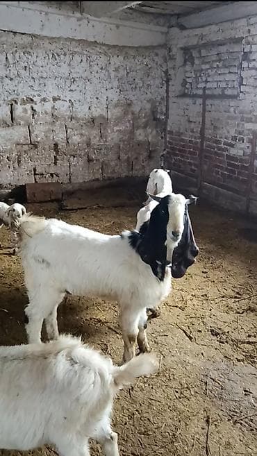 Продаю | Козёл (самец) at lalafo.kg — 1 Продаю | Козёл (самец) — 1