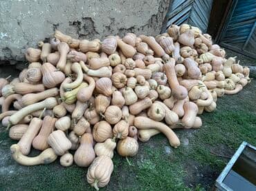 Тыква продовольственная, урожай с огорода. - Разные сорта и формы at lalafo.kg Тыква продовольственная, урожай с огорода. - Разные сорта и формы