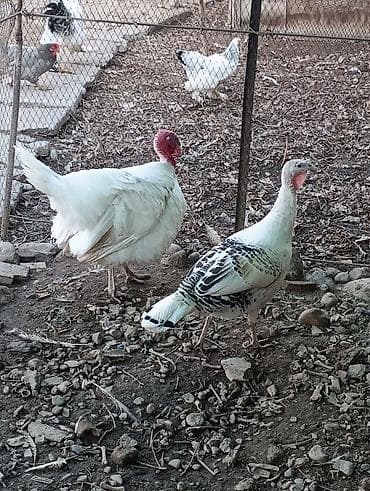 Продаю | Индюшка (самка), Индюк (самец) | Полукровка | На забой, Для разведения | Племенные at lalafo.kg Продаю | Индюшка (самка), Индюк (самец) | Полукровка | На забой, Для разведения | Племенные