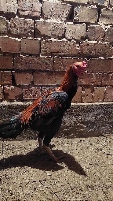 Продаю | Петух | Бойцовая | Для разведения, Для боев at lalafo.kg Продаю | Петух | Бойцовая | Для разведения, Для боев