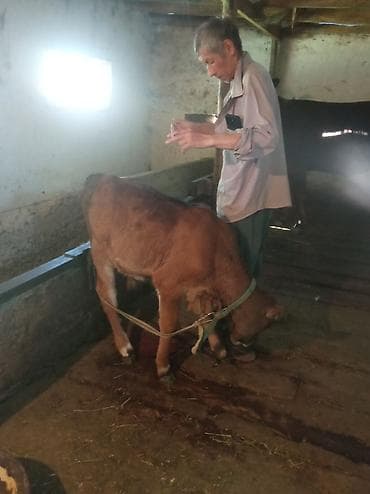 Продаю | Тёлка | На откорм | Привязанные at lalafo.kg Продаю | Тёлка | На откорм | Привязанные