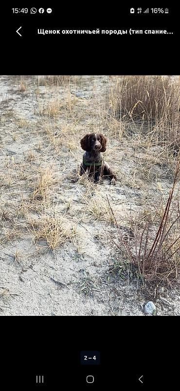 Щенок охотничьей породы, предположительно типа спаниеля, предлагается at lalafo.kg — 2 Щенок охотничьей породы, предположительно типа спаниеля, предлагается — 2