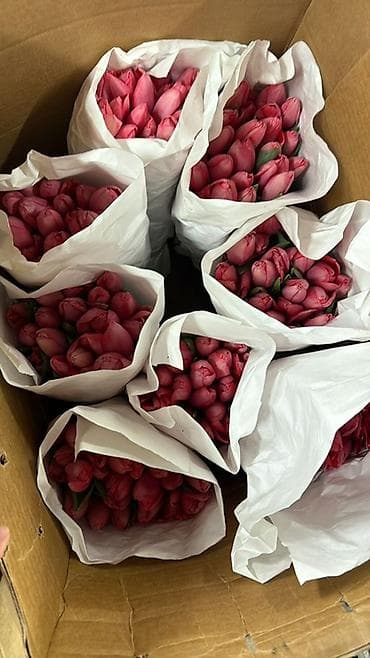 Бонбоньерки: Тюльпаны срезанные, свежие, плотный бутон. - Цвета: ярко-розовый и at lalafo.kg — 2 Бонбоньерки: Тюльпаны срезанные, свежие, плотный бутон. - Цвета: ярко-розовый и — 2