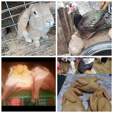 отходы мясо: Домашняя птица и кролики с подворья. Ассортимент: -домашние куры at lalafo.kg — 1 отходы мясо: Домашняя птица и кролики с подворья. Ассортимент: -домашние куры — 1