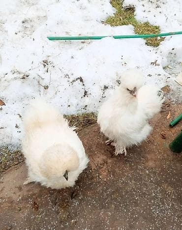 Продаю | Куры, Петух at lalafo.kg Продаю | Куры, Петух