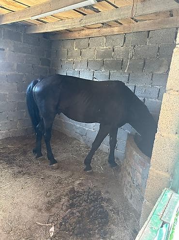 Требуется Скотник, Оплата: Ежемесячно, Питание at lalafo.kg Требуется Скотник, Оплата: Ежемесячно, Питание