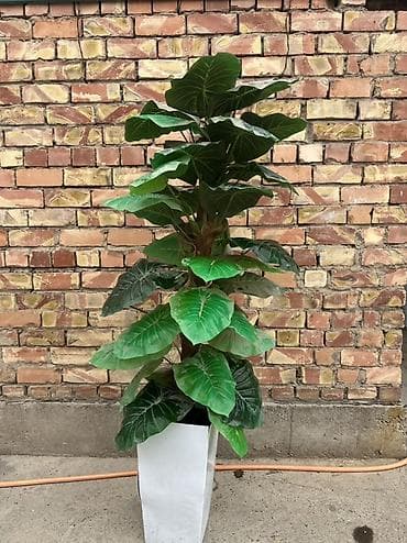 Искусственные напольные растения в кашпо рост 1.70 1) Тропическое at lalafo.kg Искусственные напольные растения в кашпо рост 1.70 1) Тропическое